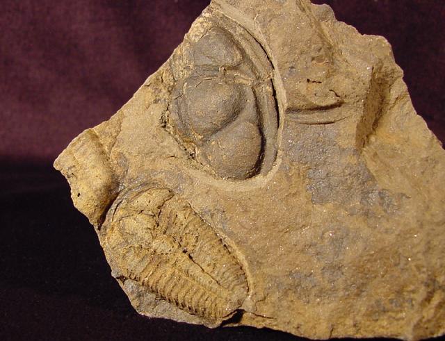 Conocoryphe cirina (BARRANDE 1846) - Bild © FossNet FossilienStore